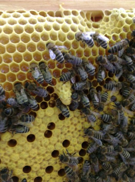 Weiselzelle (Königinnenzelle)