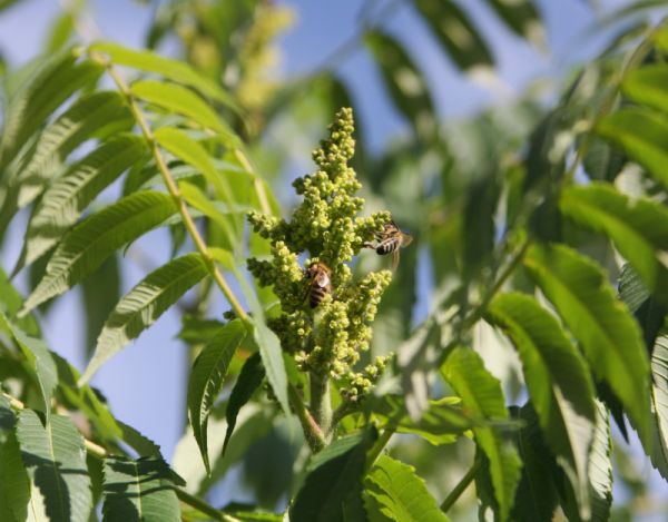 Bienen auf der Blüte des Essigbaums