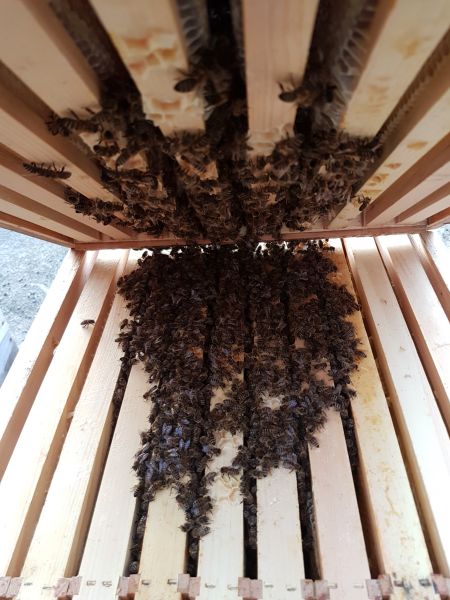 Bienen in der Wintertraube