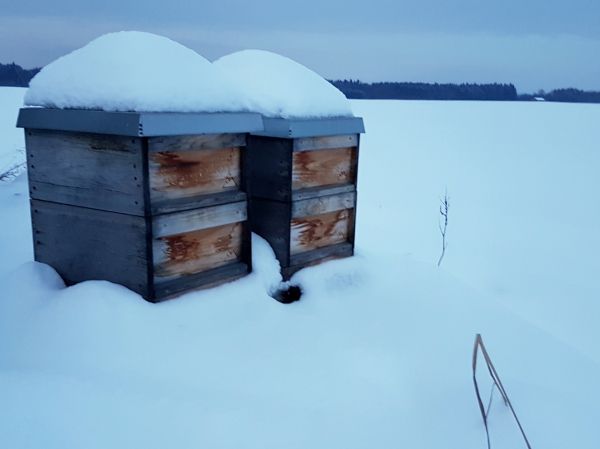 Bienen Beuten im Schnee