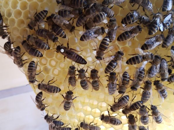Königin auf Drohnenwaben