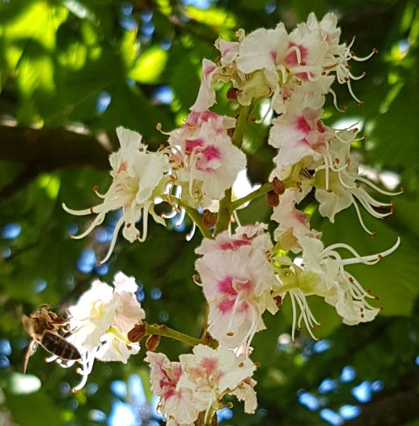 Biene auf Kastanien-Blüte