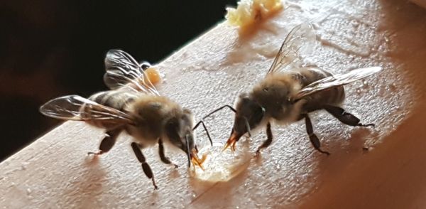 Bienen saugen einen Honigtropfen mit ihren Rüsseln auf