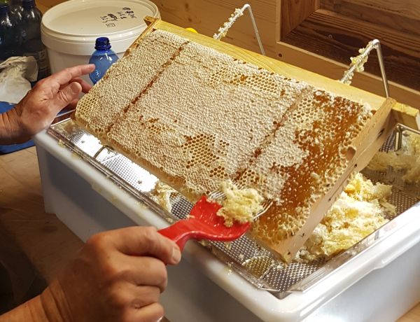 Entdeckeln der Waben