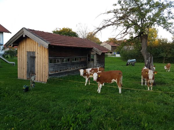Kälber lassen sich von den Bienen nicht stören